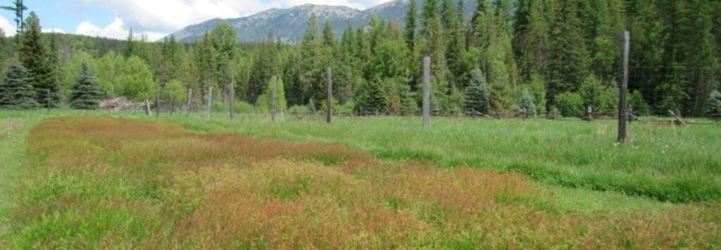 SHEEP SORREL FIELD Our Sheep Sorrel Field in Bloom